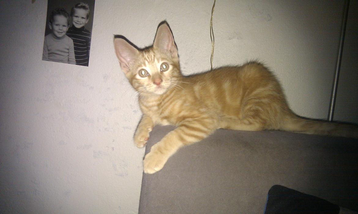 Huskat Johnny Depp billede 9