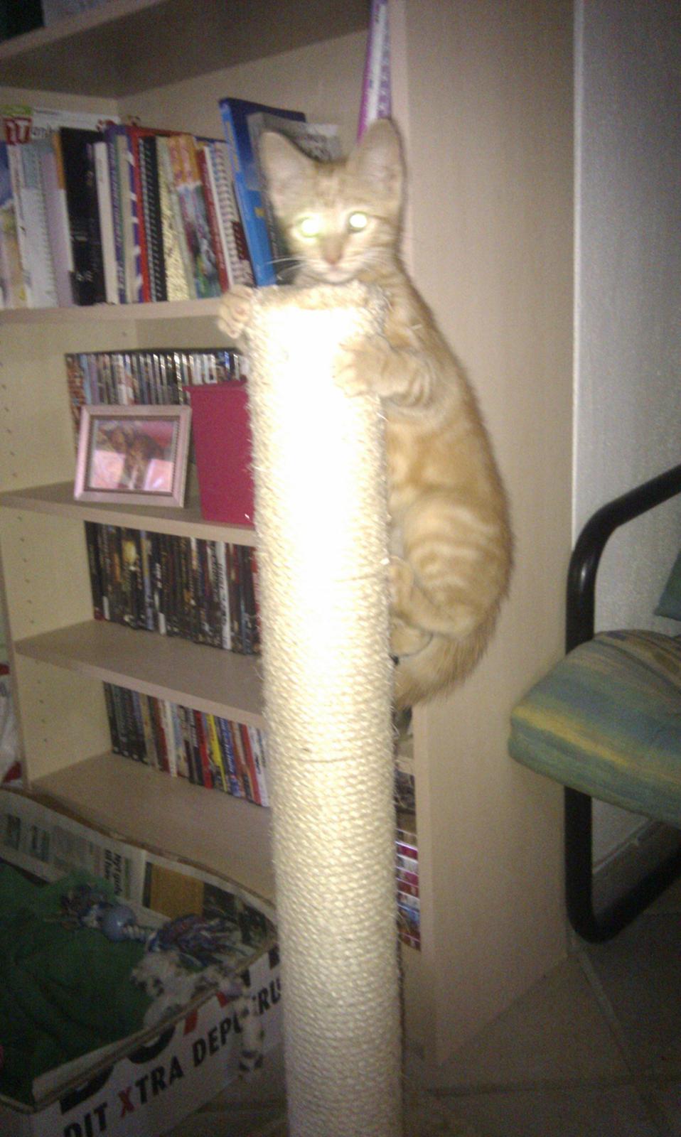 Huskat Johnny Depp billede 10