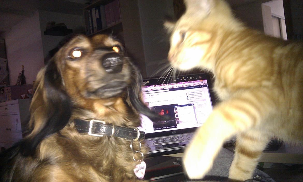 Huskat Johnny Depp billede 12