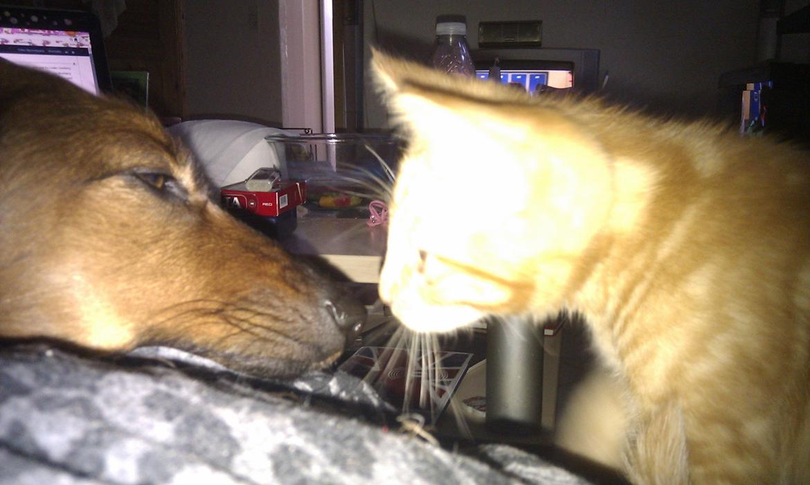 Huskat Johnny Depp billede 13