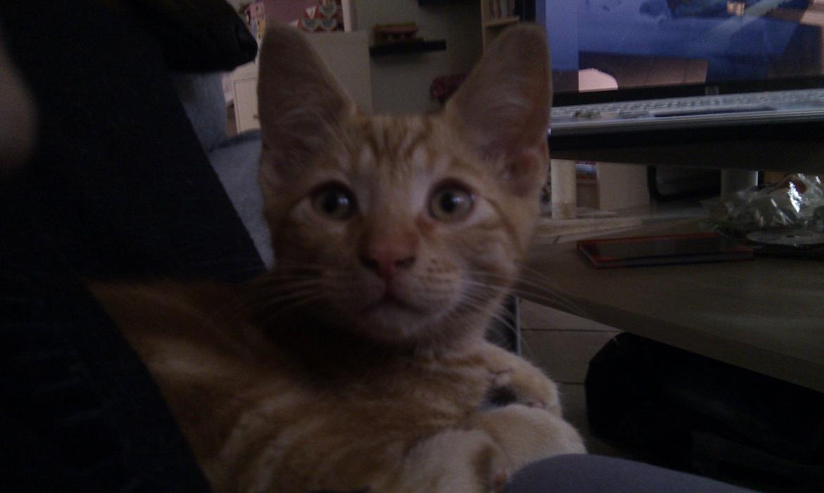 Huskat Johnny Depp billede 14