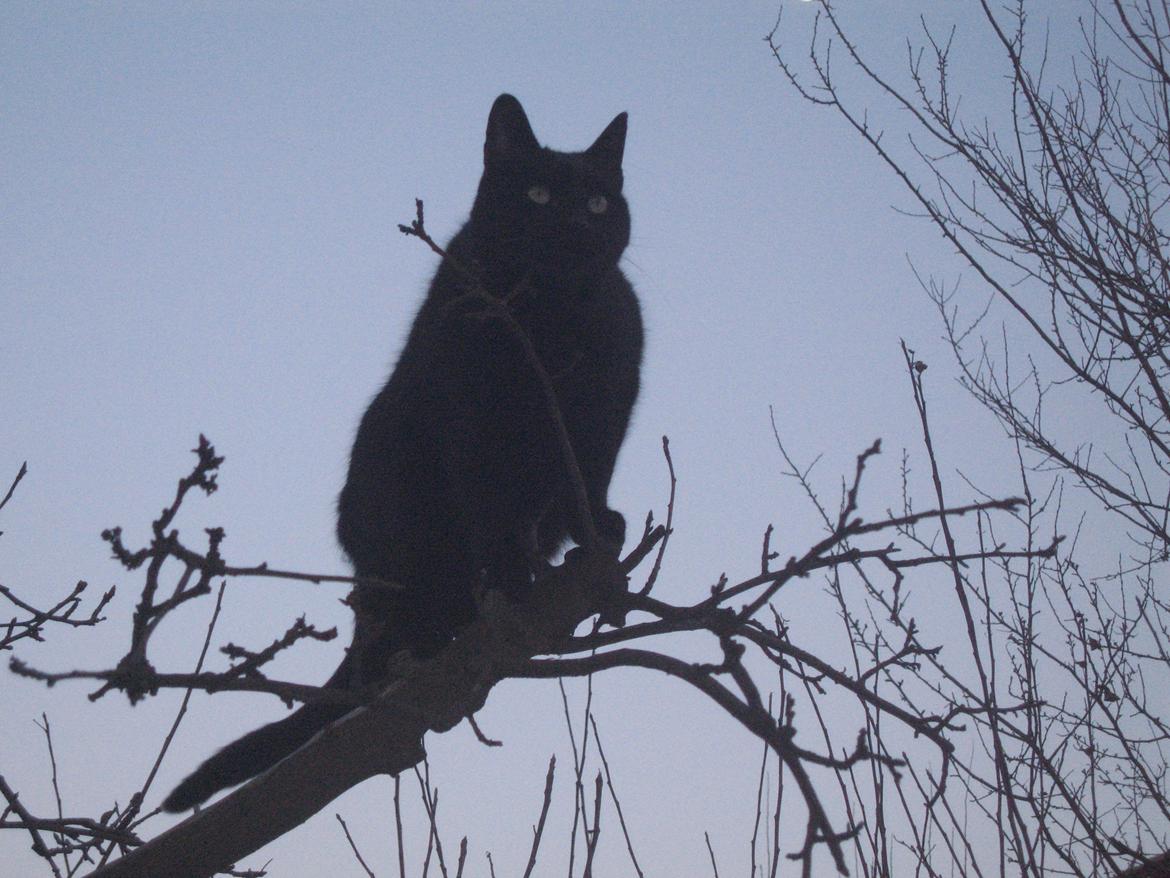 Huskat Jiggi - Jiggi i træet udenfor billede 15