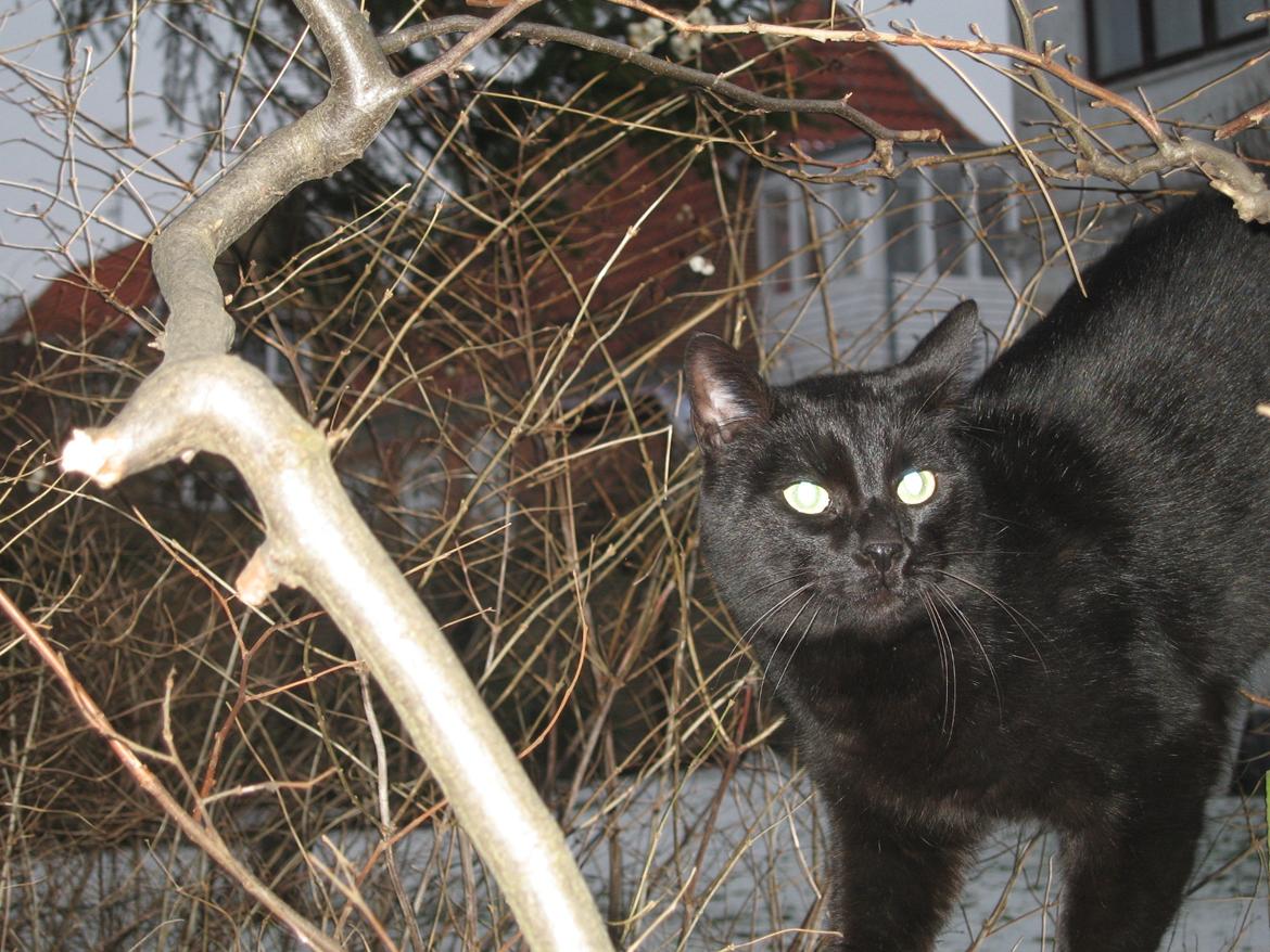 Huskat Jiggi billede 3