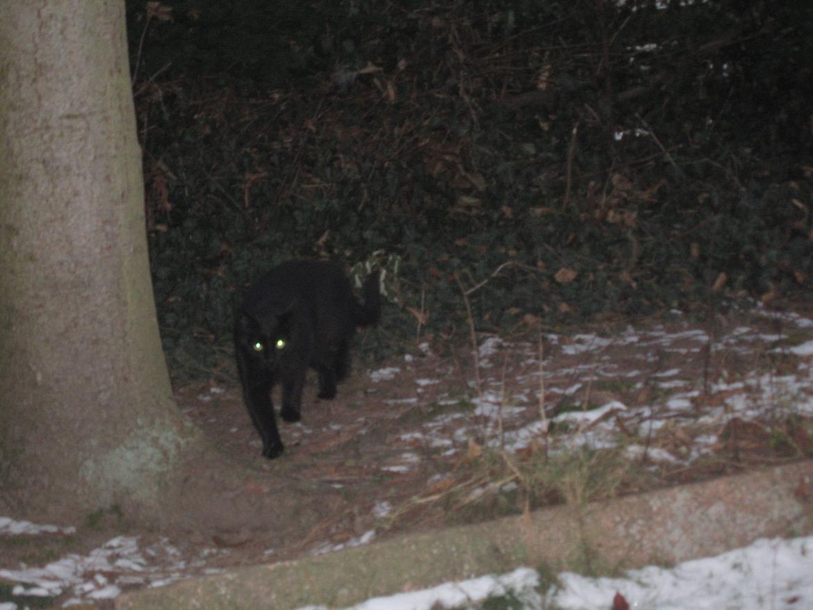 Huskat Jiggi billede 4