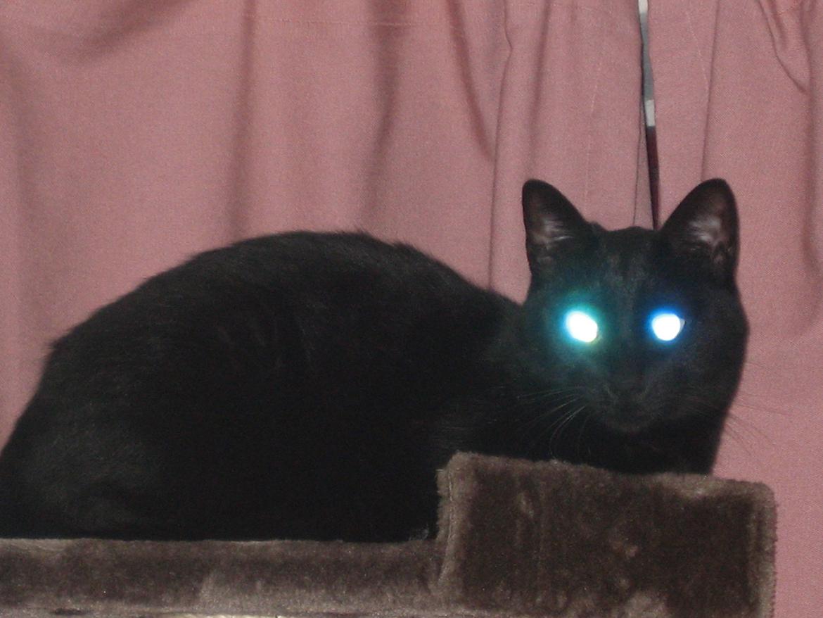 Huskat Jiggi - Jiggi i sit kræse-træ  billede 5