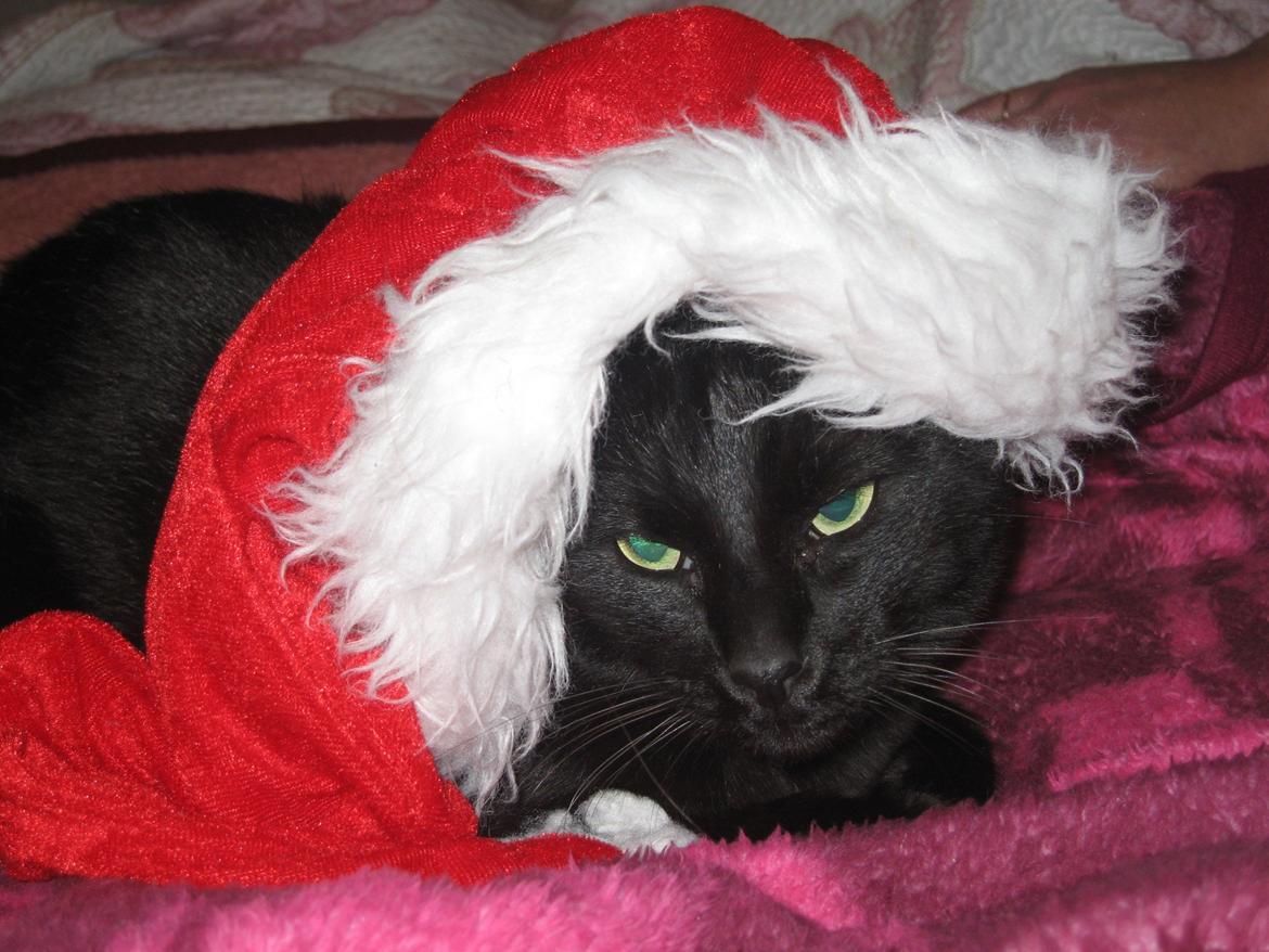 Huskat Jiggi - God Jul fra Jiggi billede 6