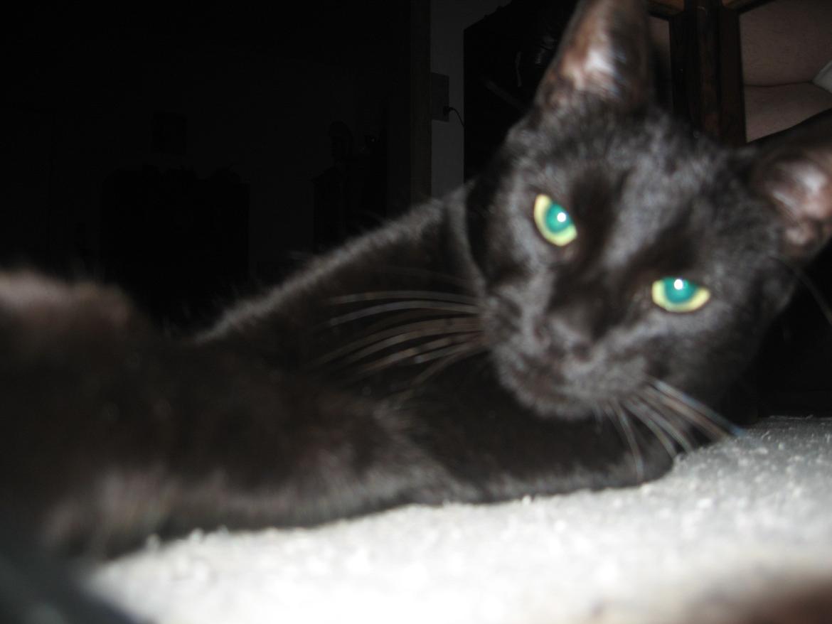 Huskat Jiggi billede 7