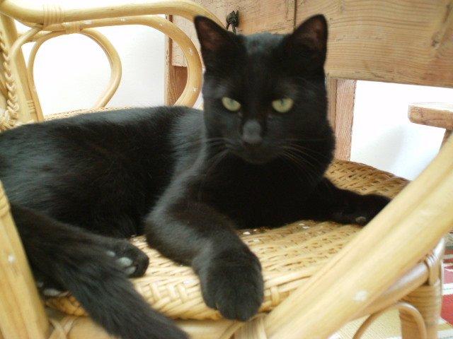 Huskat Jiggi billede 8