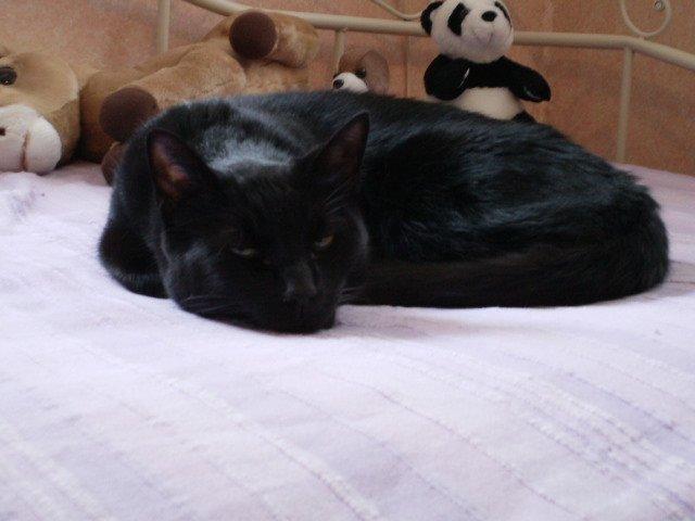 Huskat Jiggi billede 9