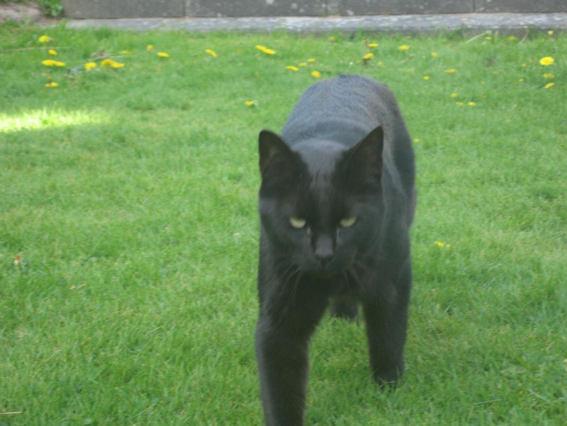 Huskat Jiggi billede 10