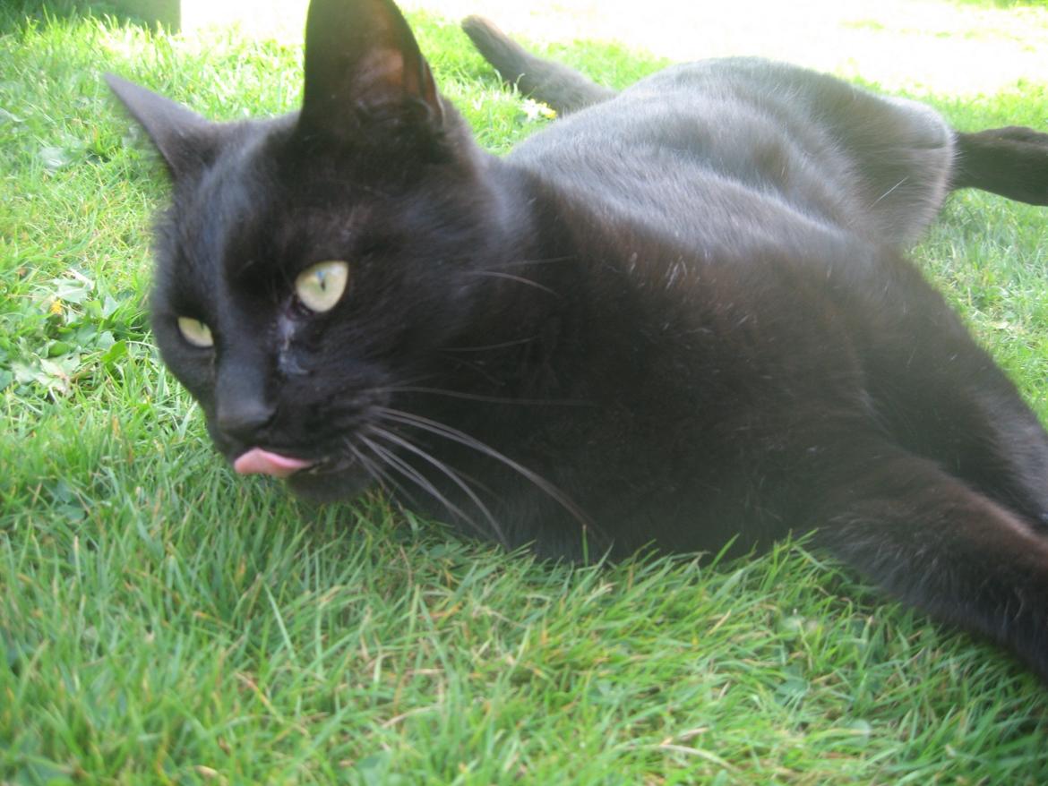 Huskat Jiggi billede 11