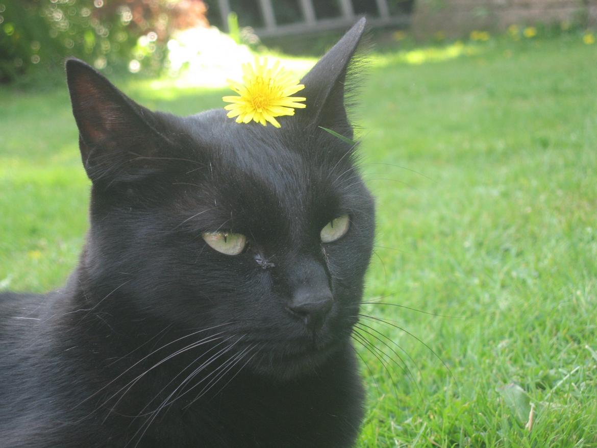 Huskat Jiggi billede 2