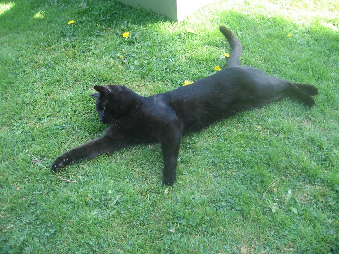 Huskat Jiggi billede 12