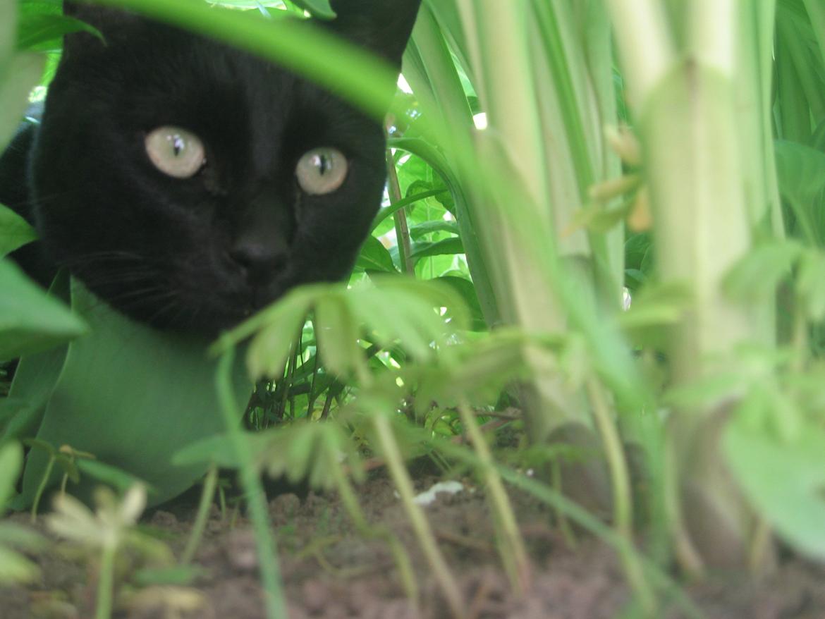 Huskat Jiggi billede 13