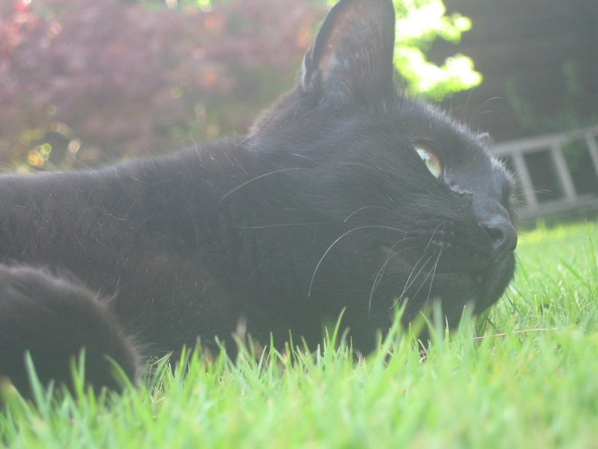 Huskat Jiggi billede 14