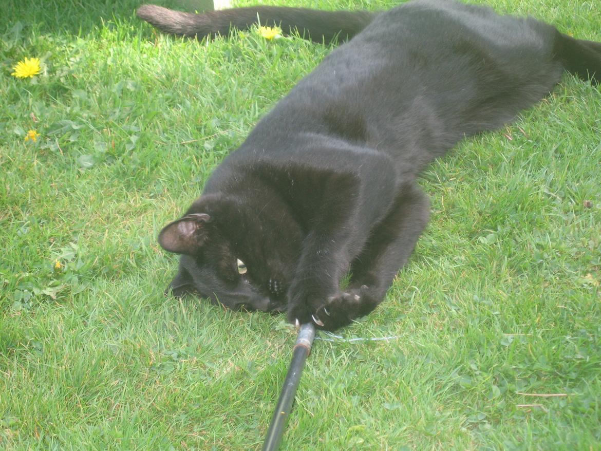 Huskat Jiggi billede 16