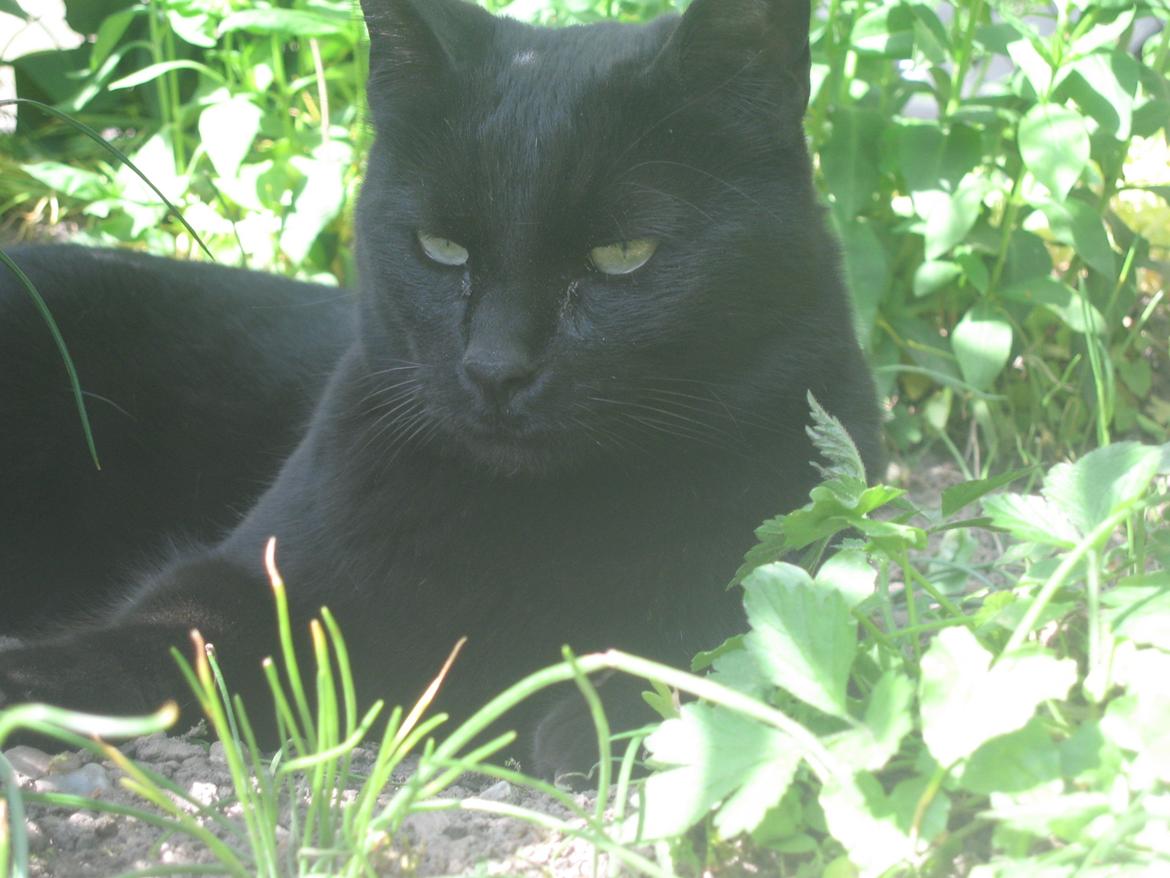 Huskat Jiggi billede 17