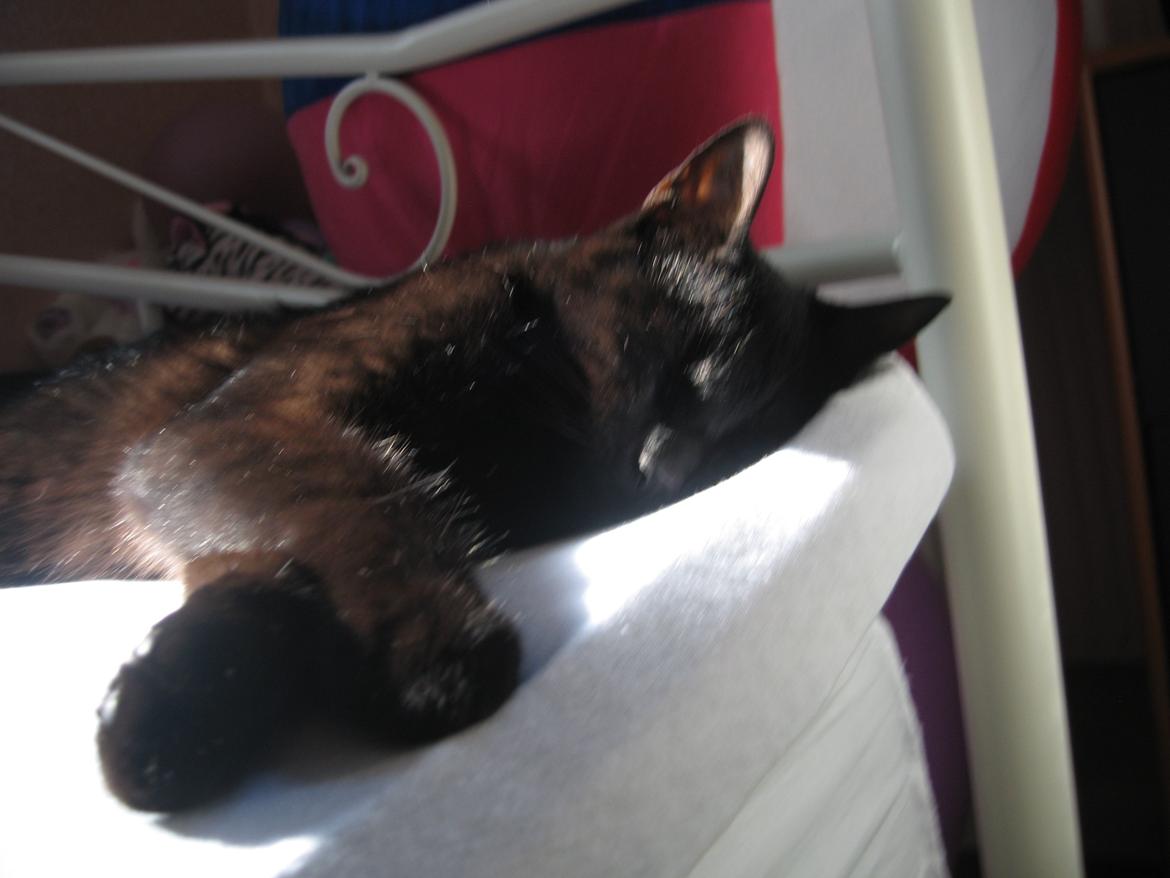 Huskat Jiggi billede 18