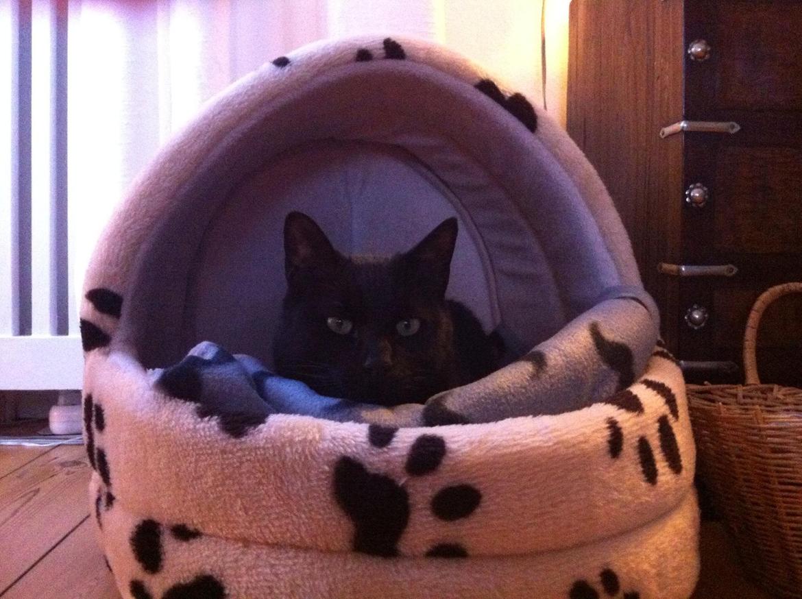 Huskat Jiggi billede 20