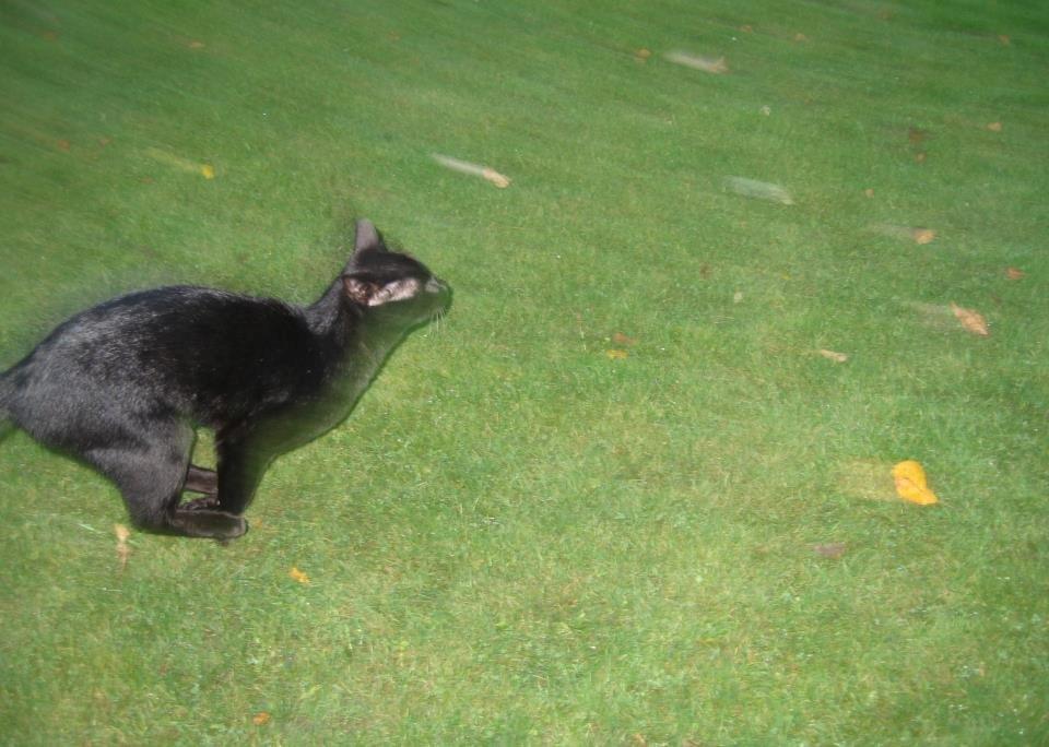 Huskat Jiggi billede 21