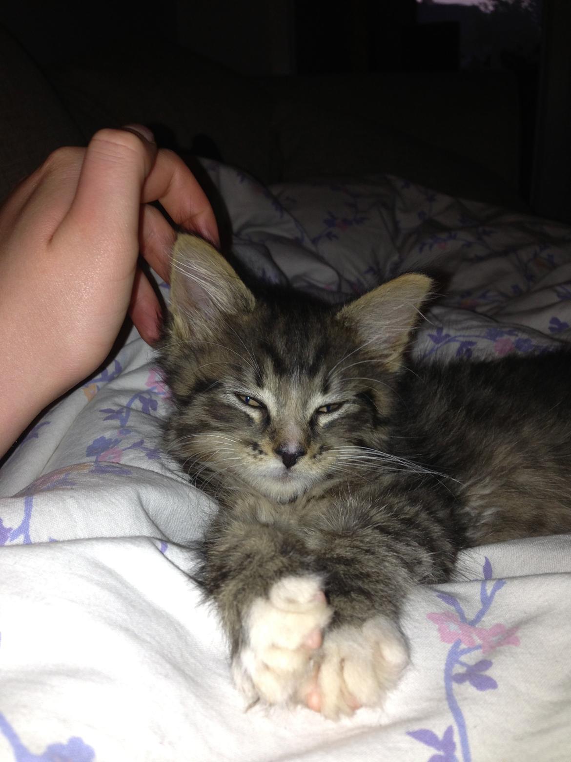 Maine Coon Vuk billede 1