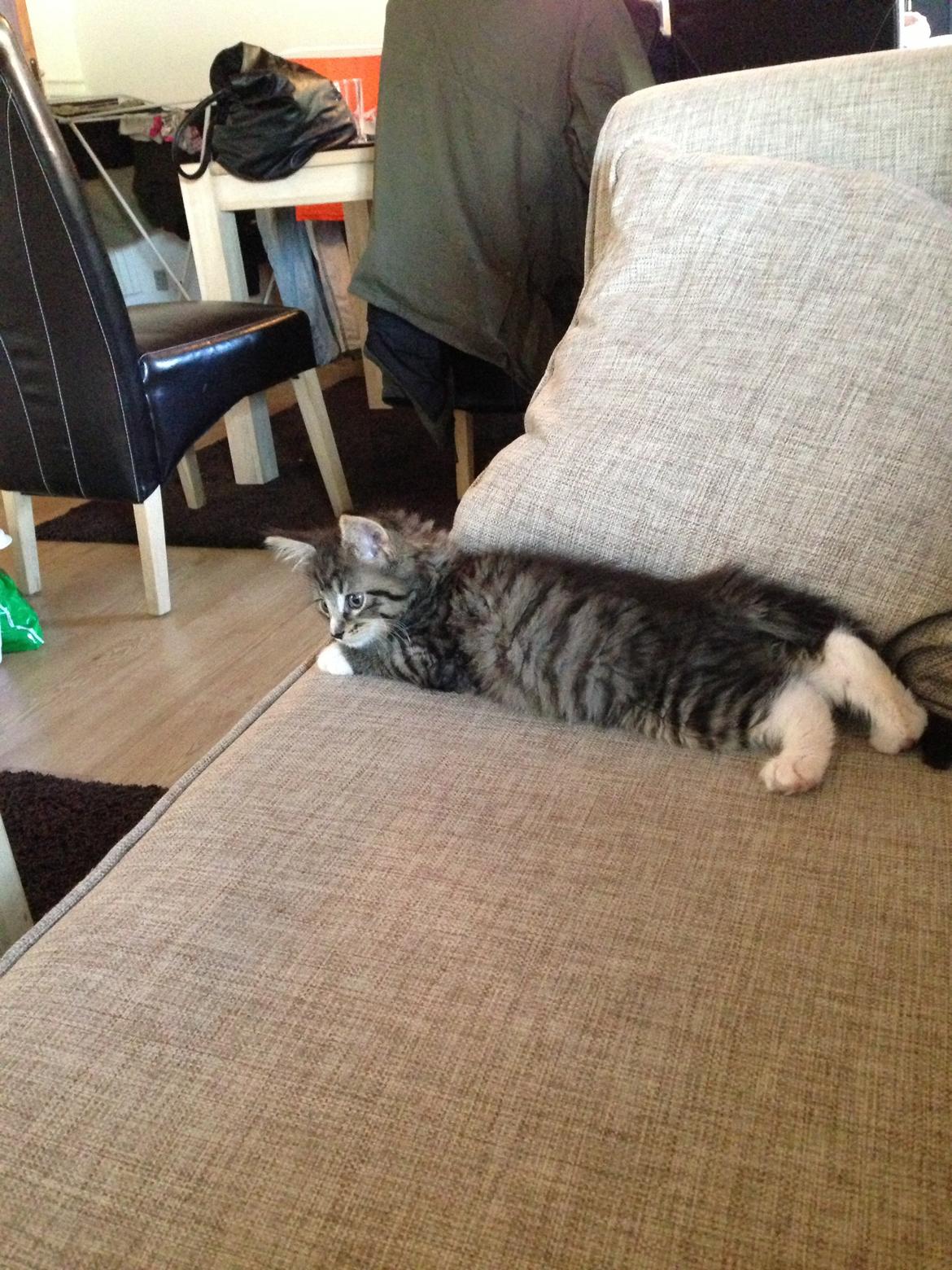 Maine Coon Vuk billede 2