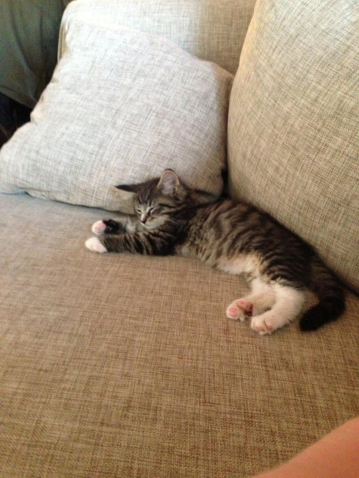 Maine Coon Vuk billede 3