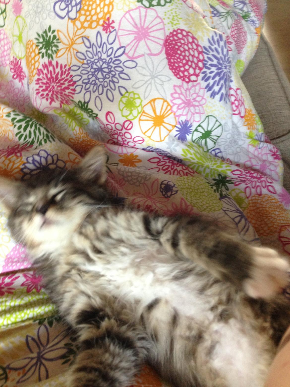 Maine Coon Vuk billede 4