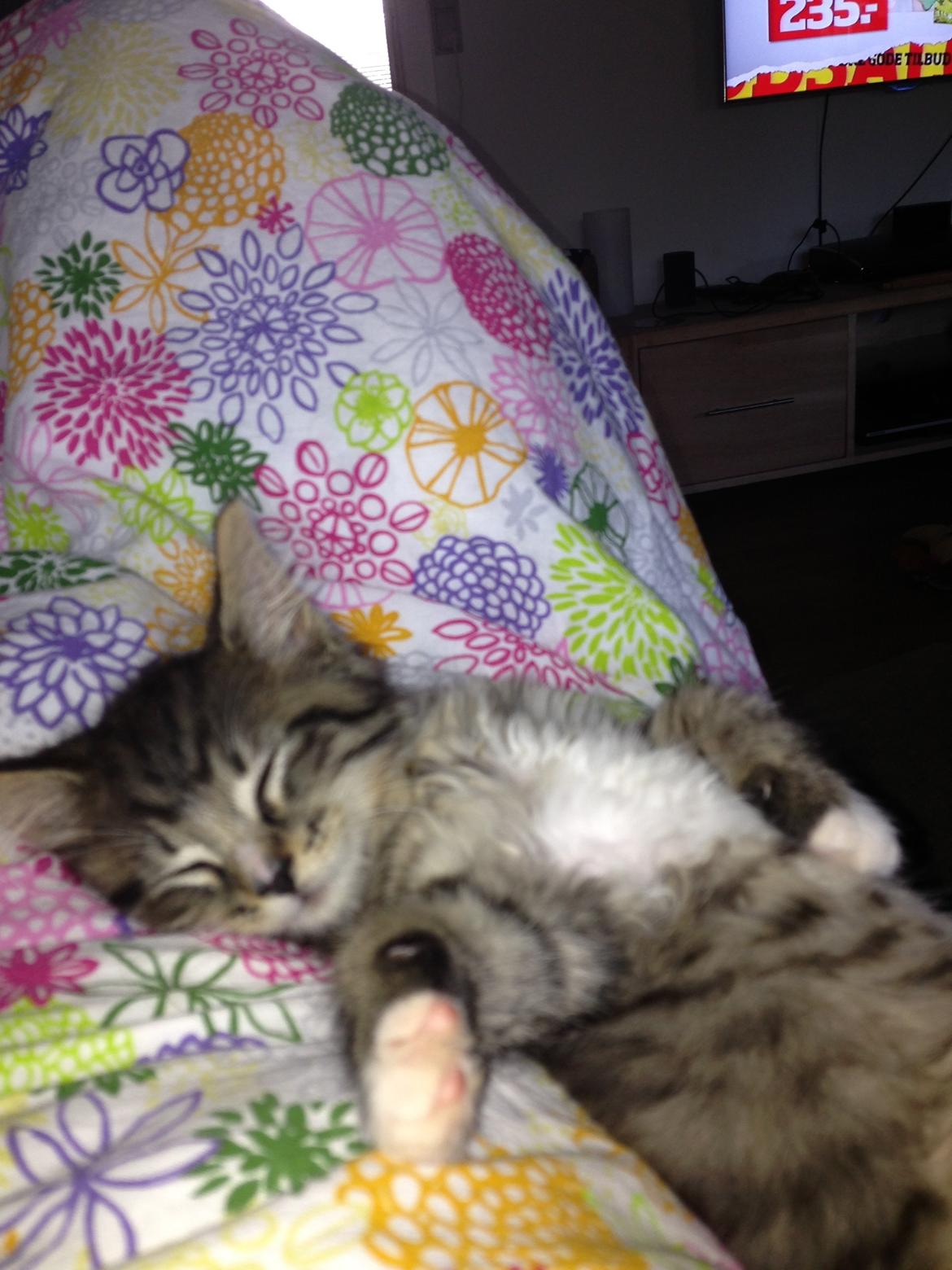 Maine Coon Vuk billede 5