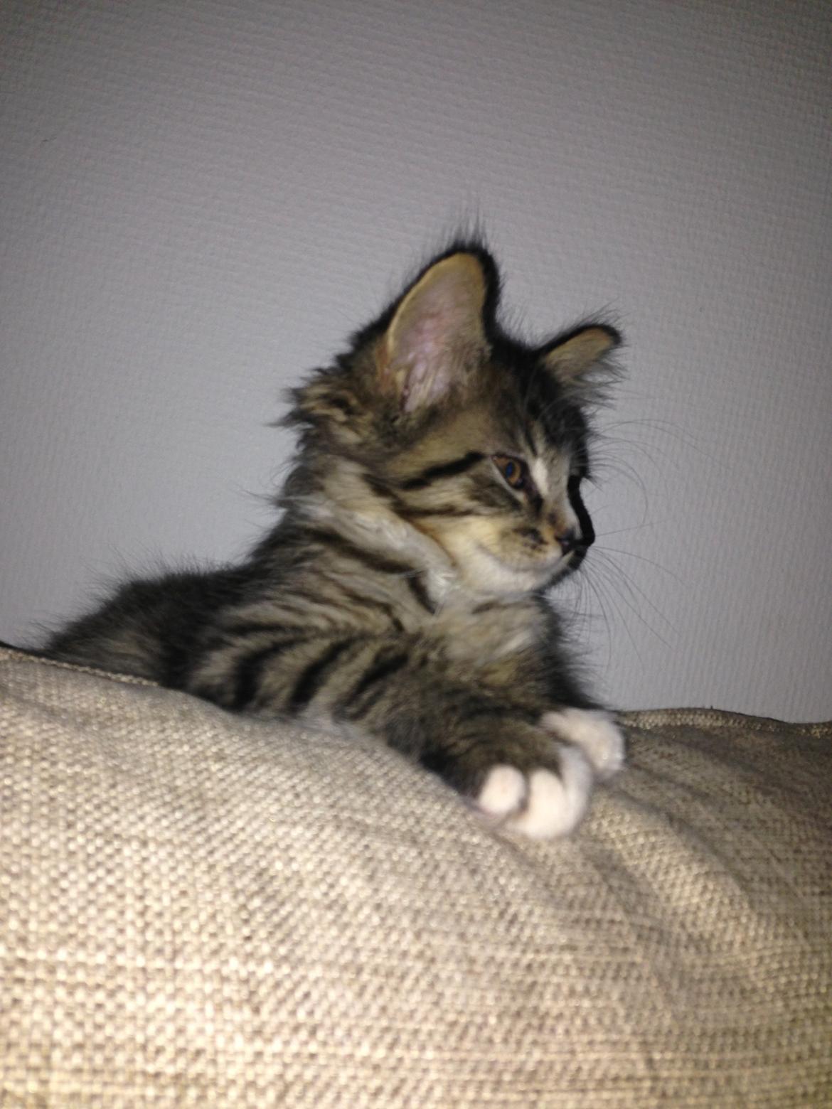 Maine Coon Vuk billede 6