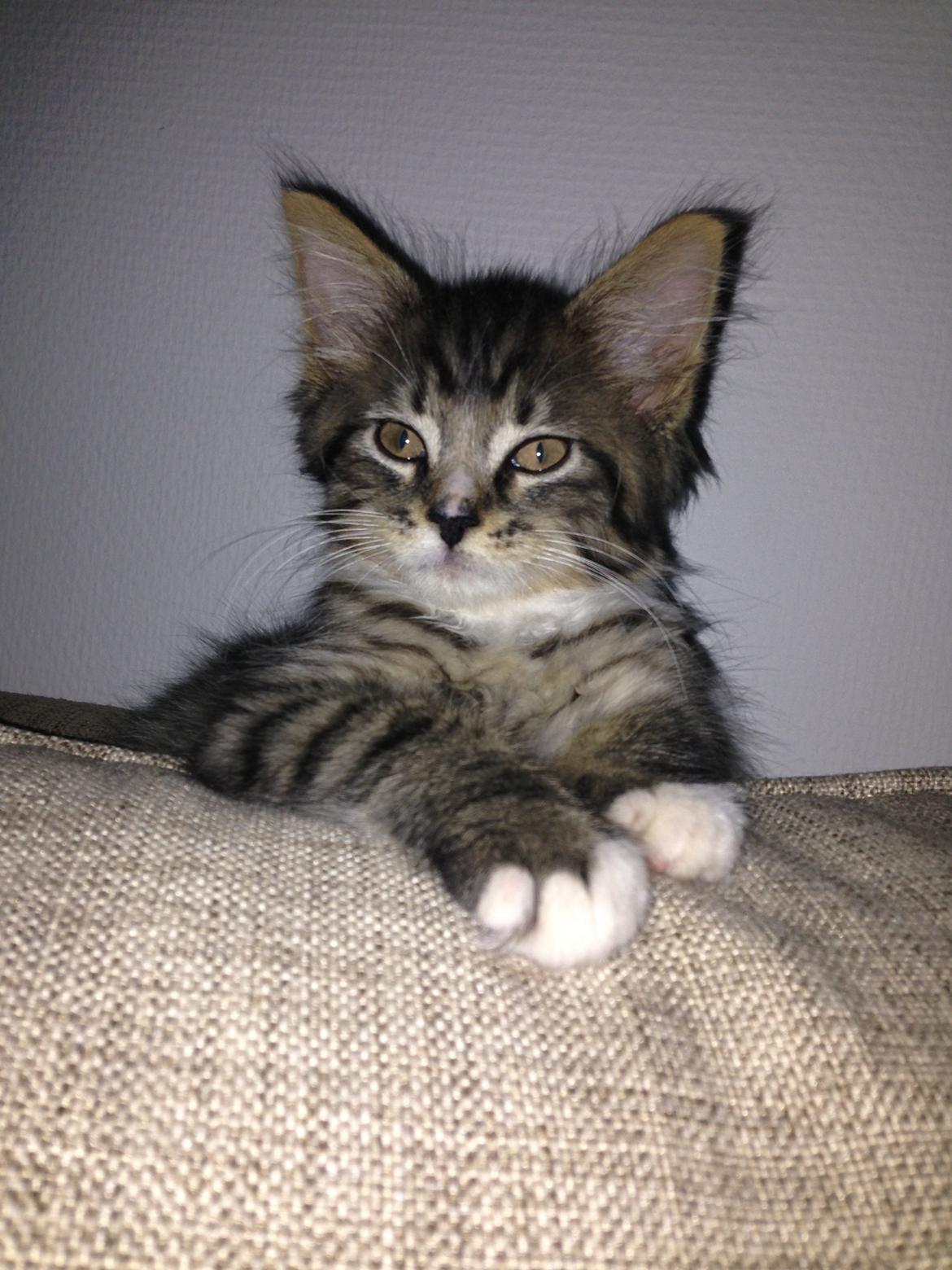 Maine Coon Vuk billede 7