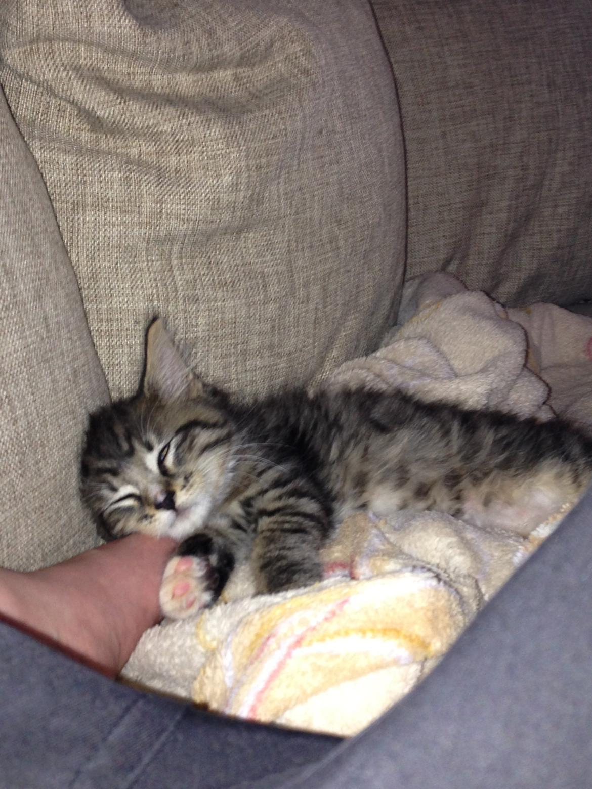 Maine Coon Vuk billede 8