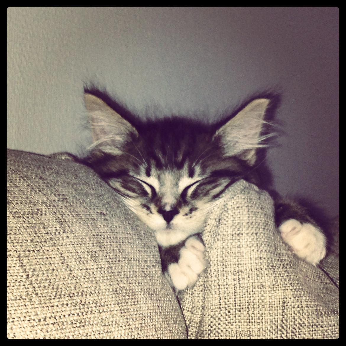 Maine Coon Vuk billede 9