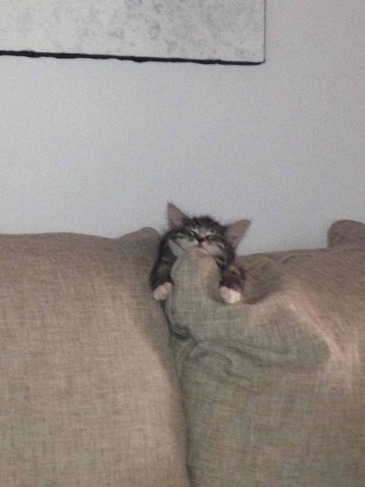 Maine Coon Vuk billede 10