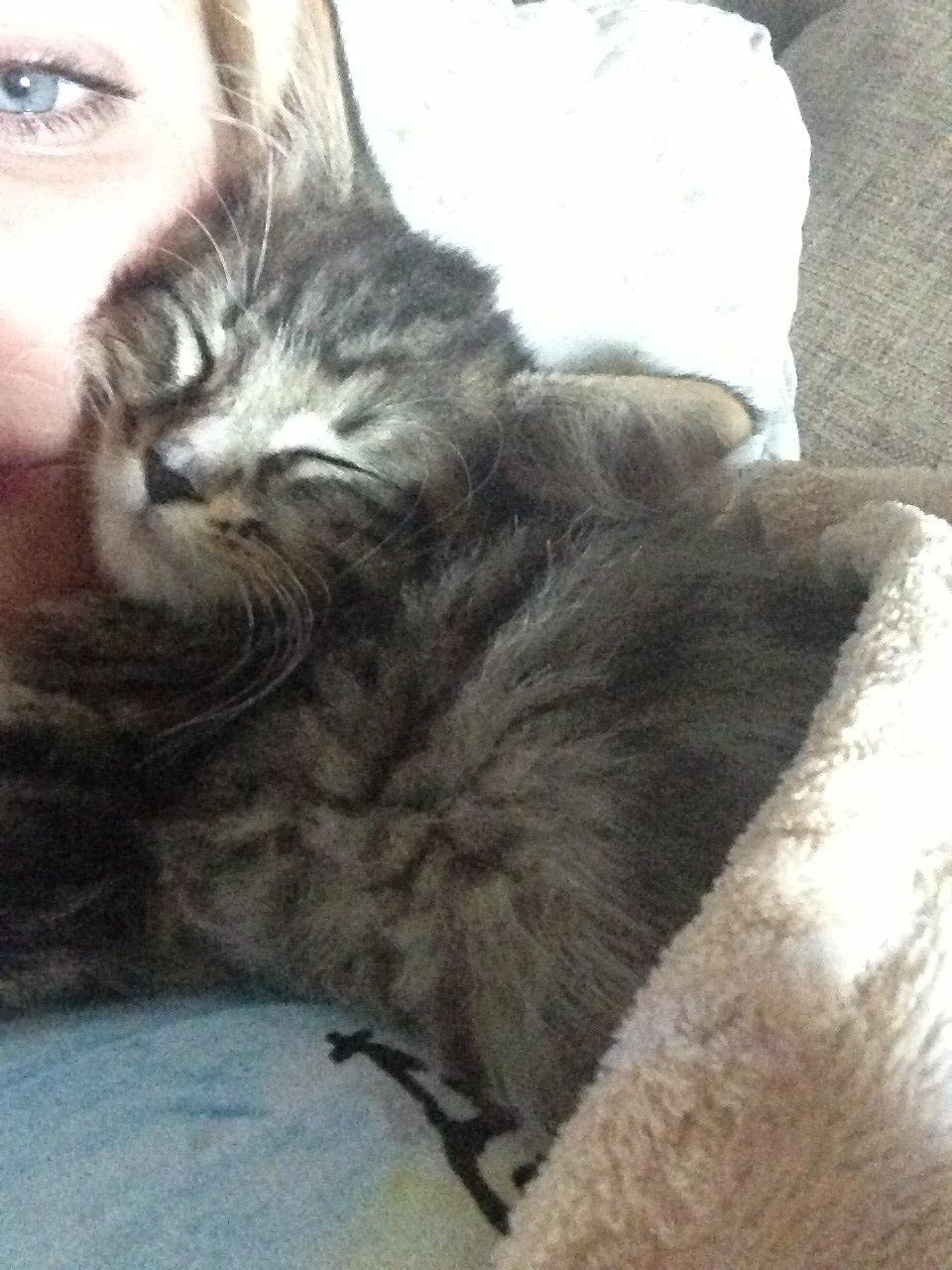 Maine Coon Vuk billede 11