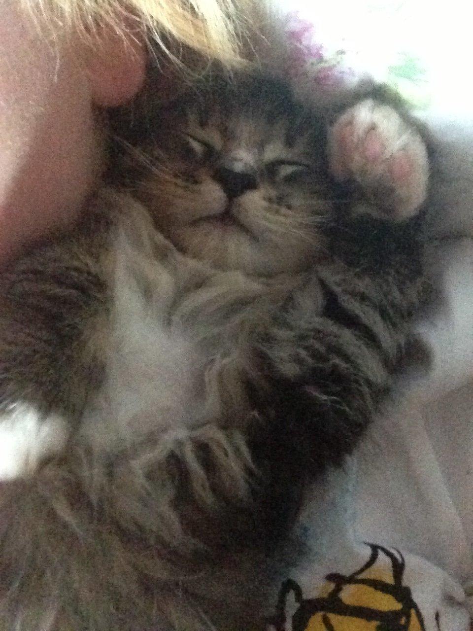 Maine Coon Vuk billede 12