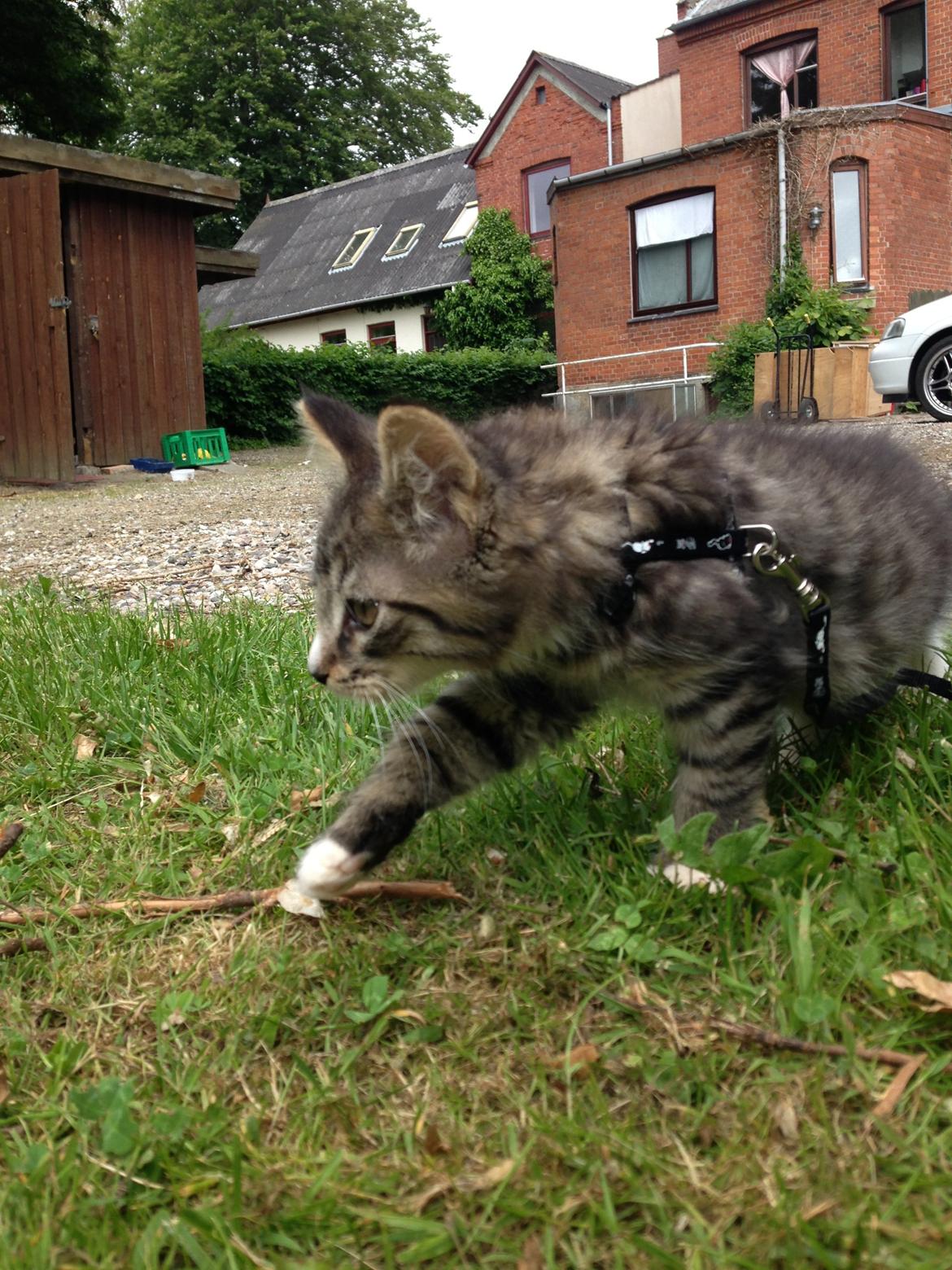 Maine Coon Vuk billede 13