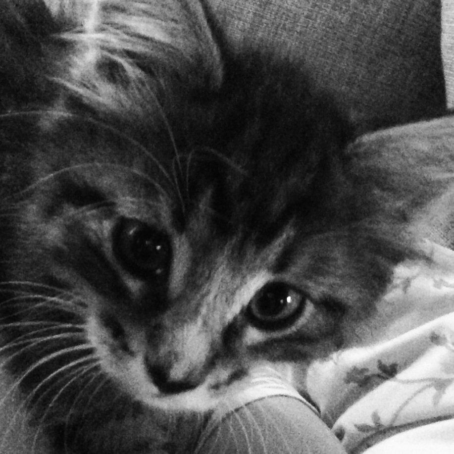 Maine Coon Vuk billede 14