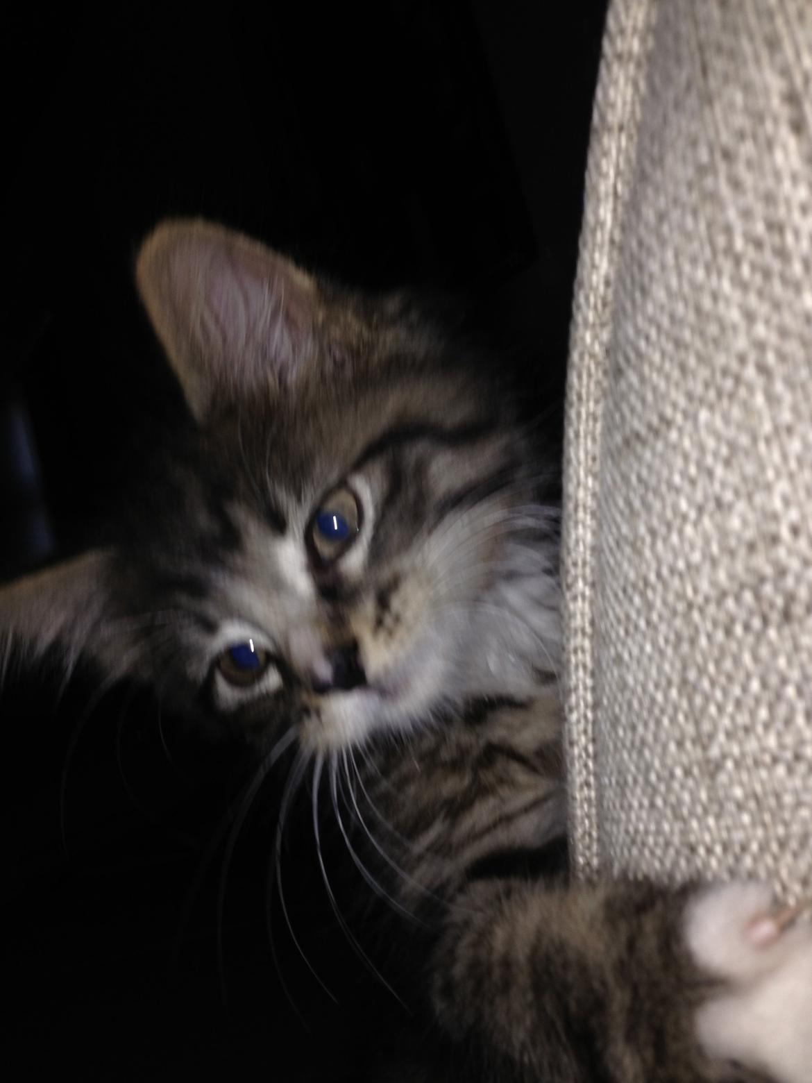 Maine Coon Vuk billede 15