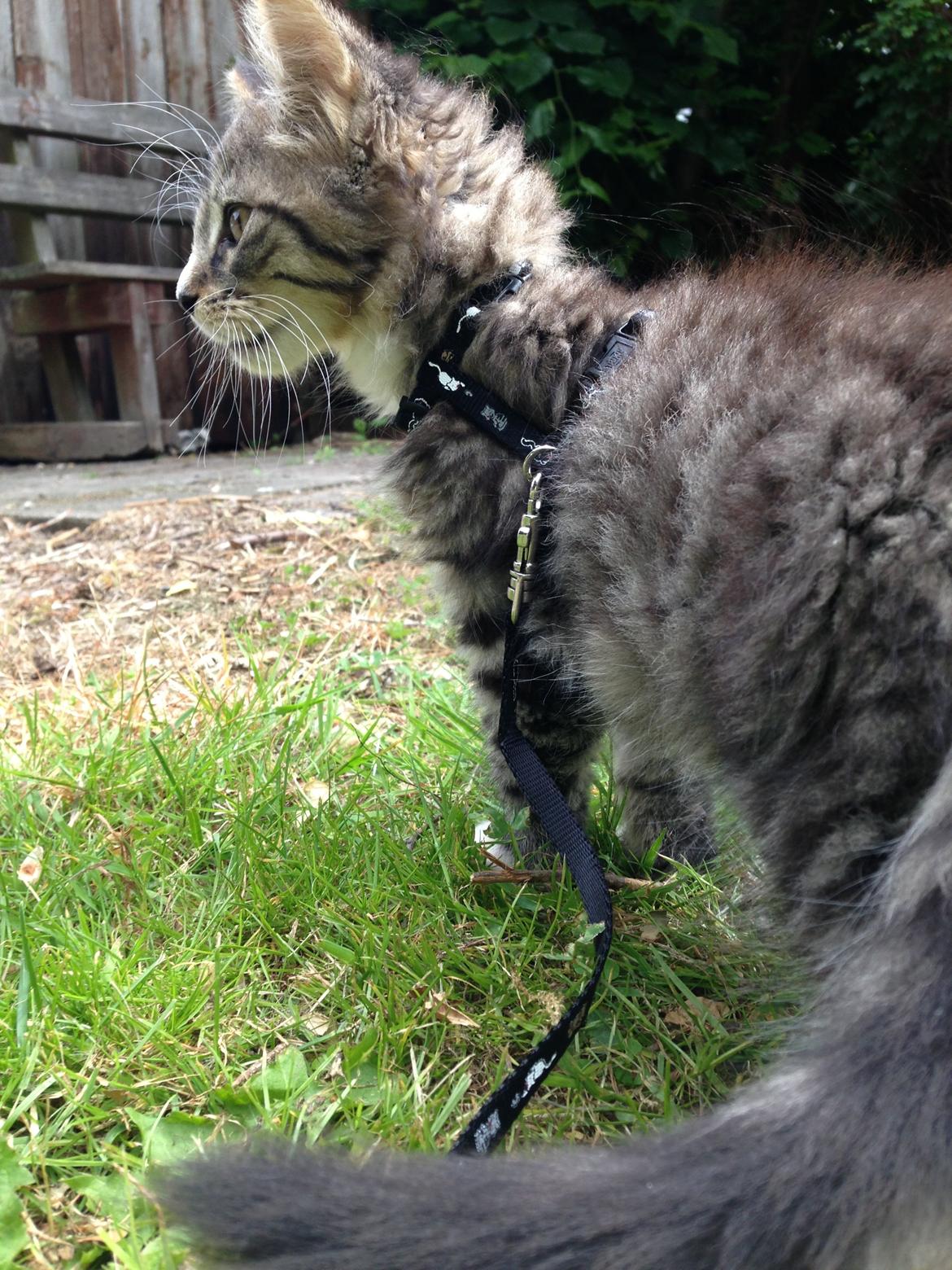 Maine Coon Vuk billede 16