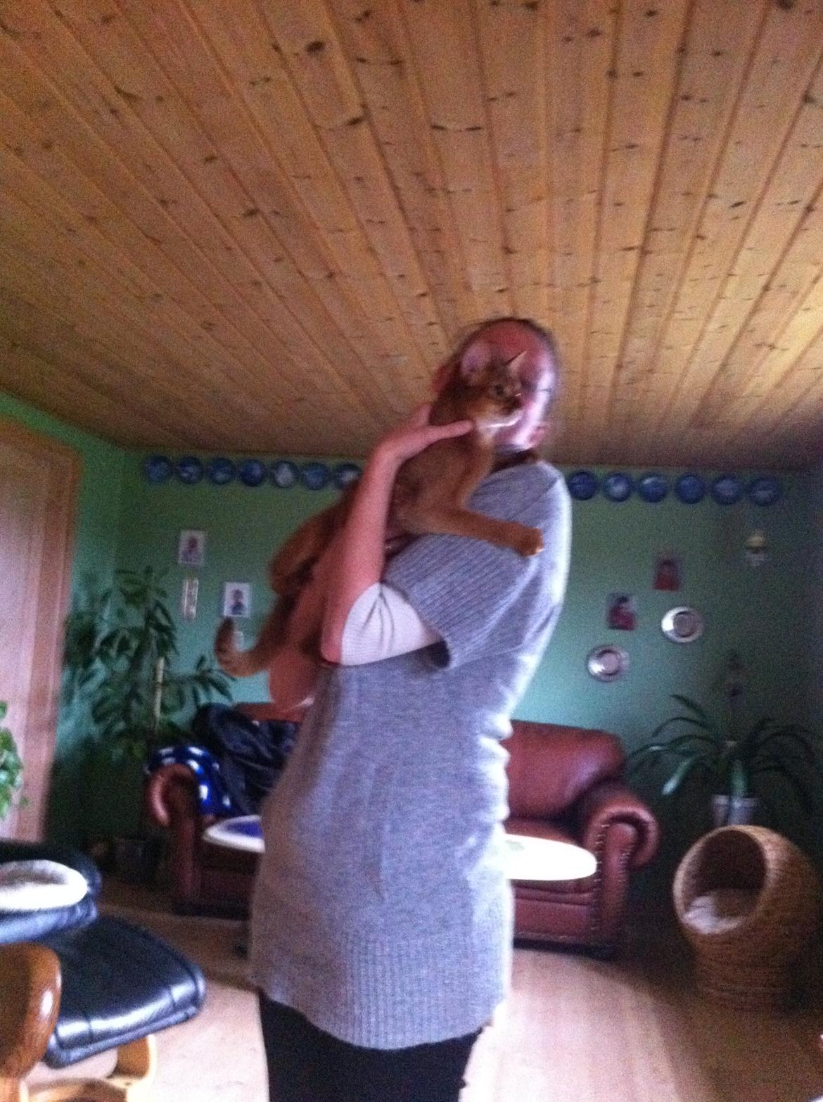 Abyssinier Misomali Unite My Choice aka LilleMiss - Mit første møde med dronningen! billede 1