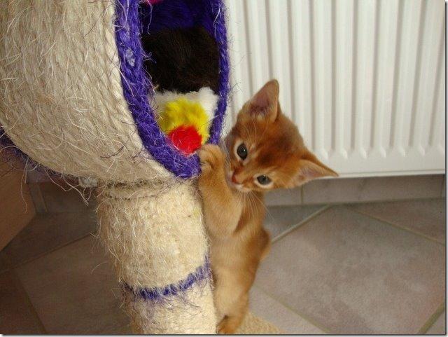 Abyssinier Misomali Unite My Choice aka LilleMiss - babybillede - mere kær kan en killing vist ikke blive! billede 2