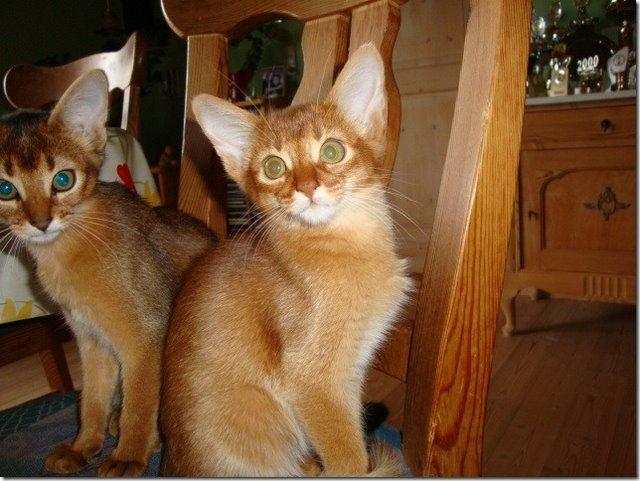 Abyssinier Misomali Unite My Choice aka LilleMiss - 5 md. gammel billede 3