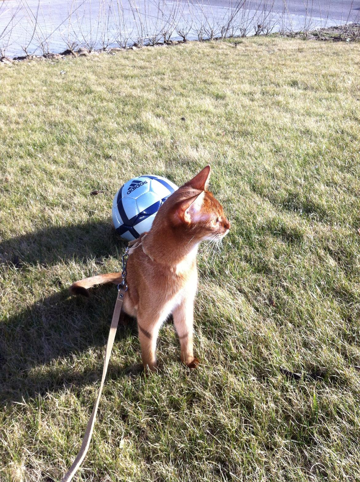 Abyssinier Misomali Unite My Choice aka LilleMiss - Første gang udenfor! billede 4