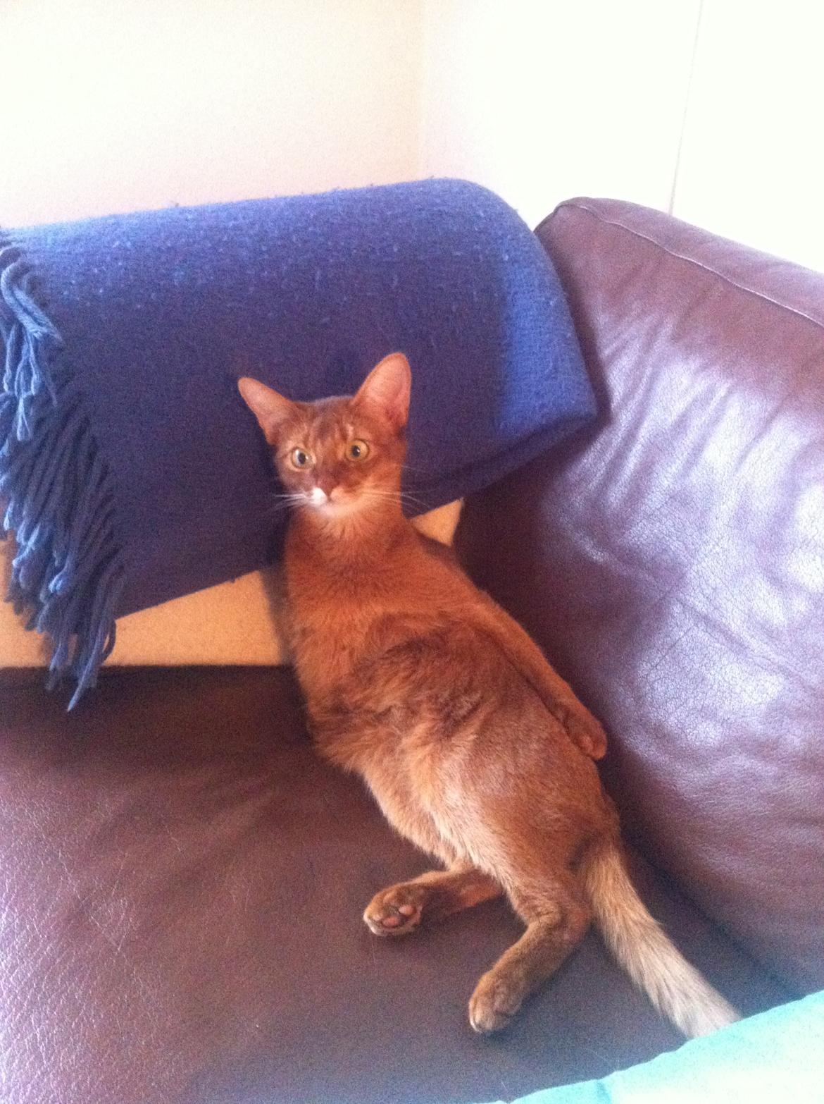 Abyssinier Misomali Unite My Choice aka LilleMiss - Man er vel magelig;-) billede 5