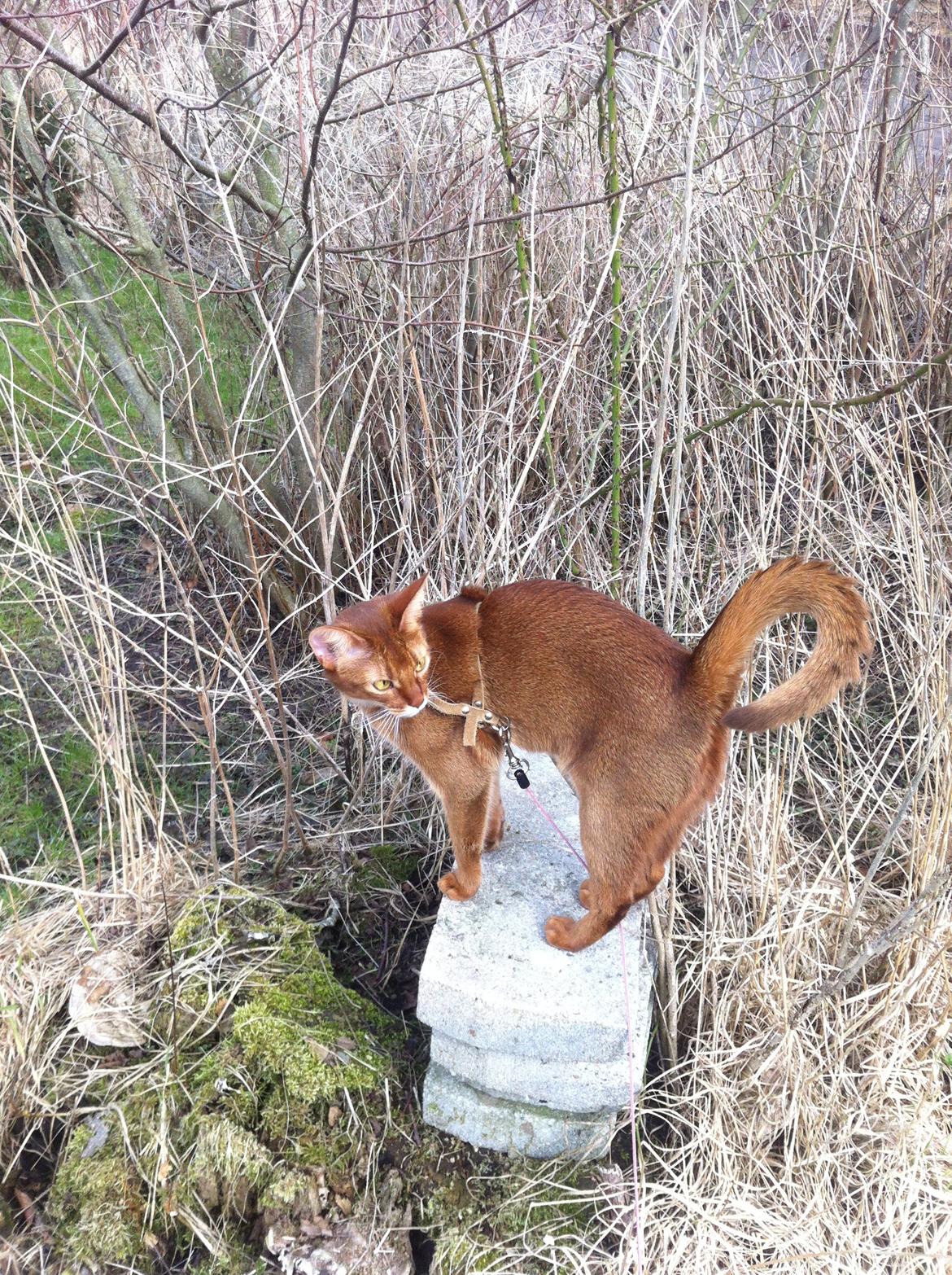 Abyssinier Misomali Unite My Choice aka LilleMiss - på eventyr! billede 6