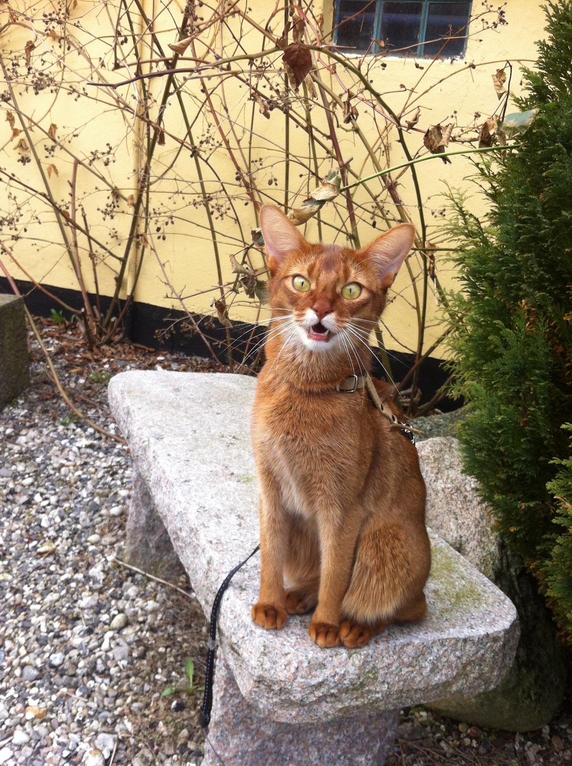 Abyssinier Misomali Unite My Choice aka LilleMiss - Miaaaaauuuuu! billede 7