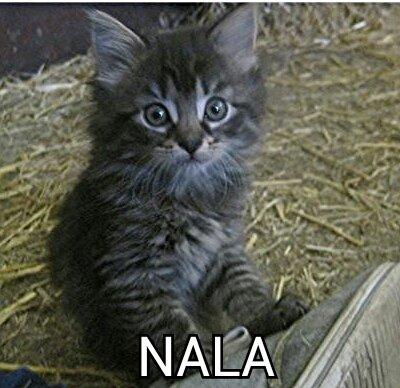 Blanding af racer ¨˜”°º•NALA•º°”˜¨ - Billede fra der hvor vi købte hende. billede 2