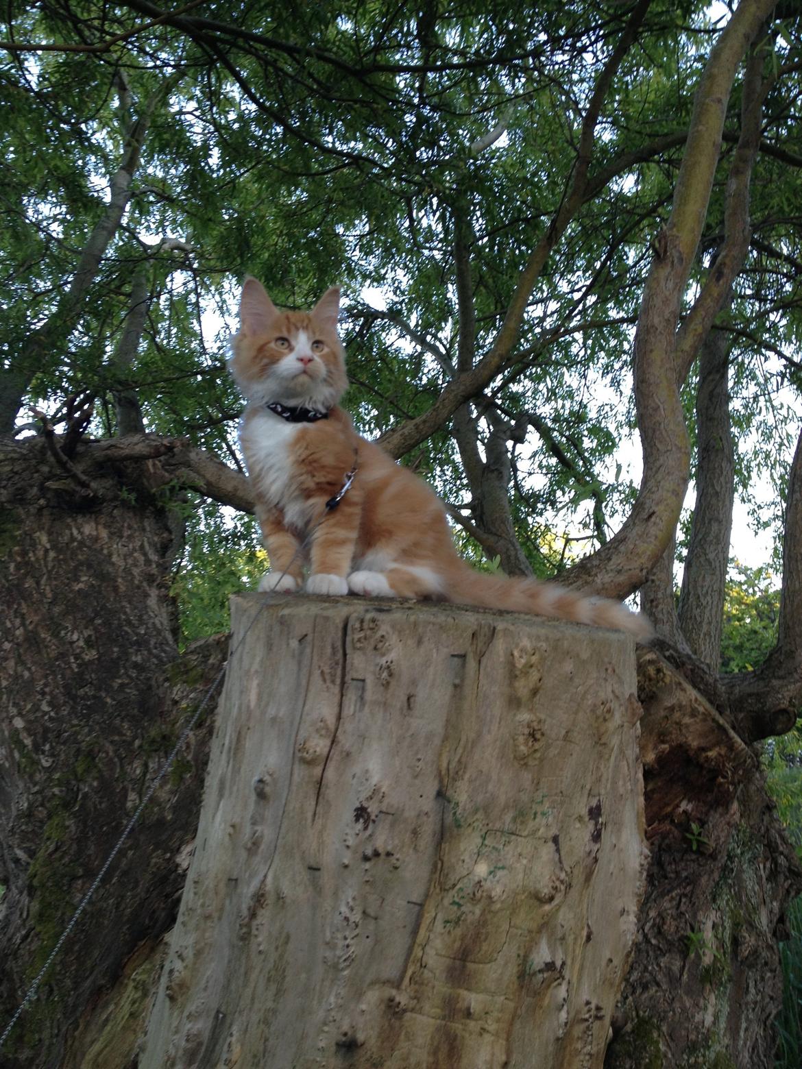 Maine Coon Basse billede 1