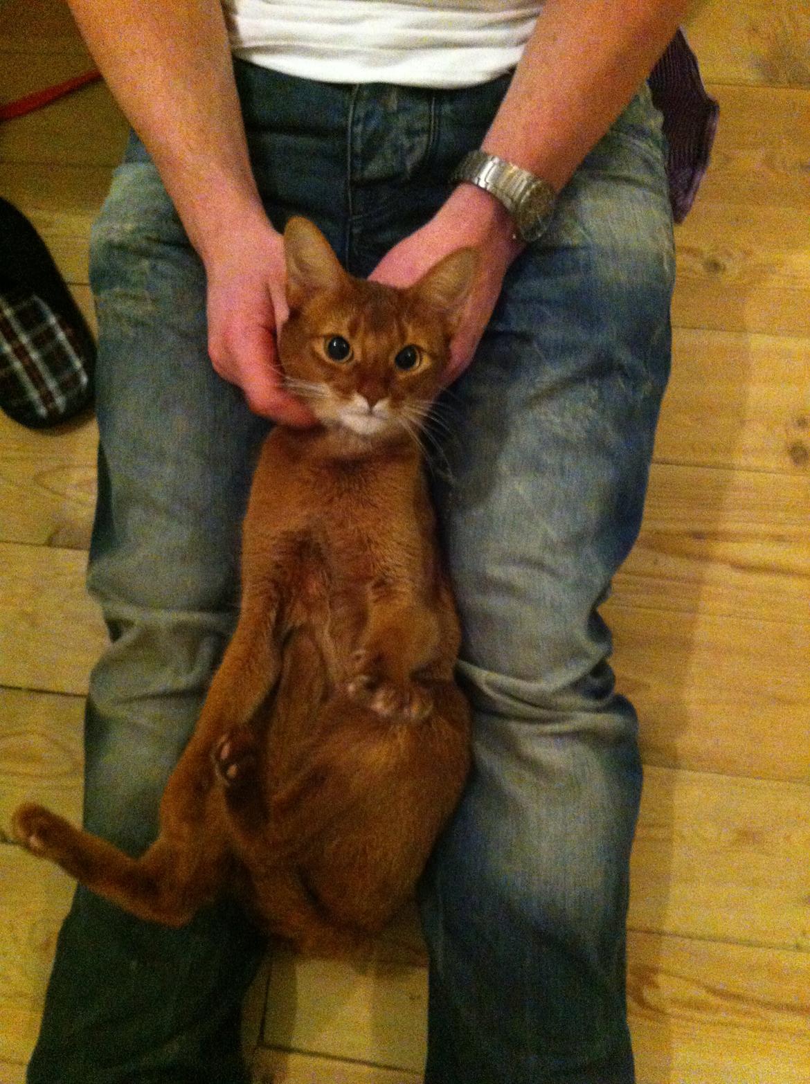 Abyssinier Misomali Unite My Choice aka LilleMiss billede 8